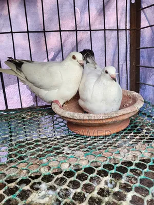 Racer Pair (100% Running)