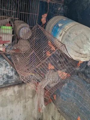 Bird Cage