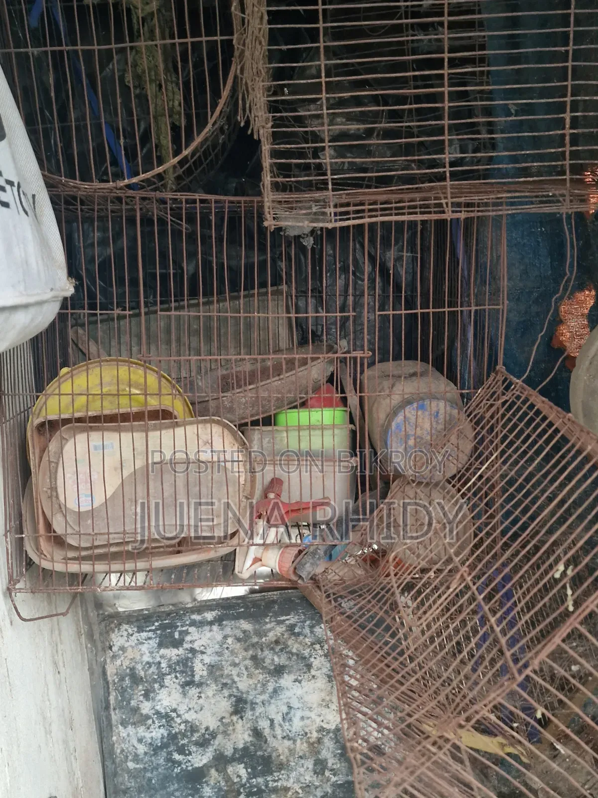 Bird Cage