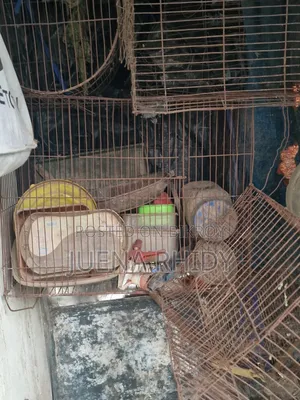 Bird Cage