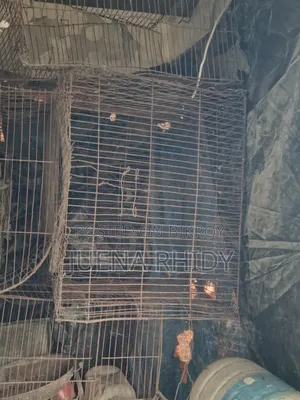 Bird Cage