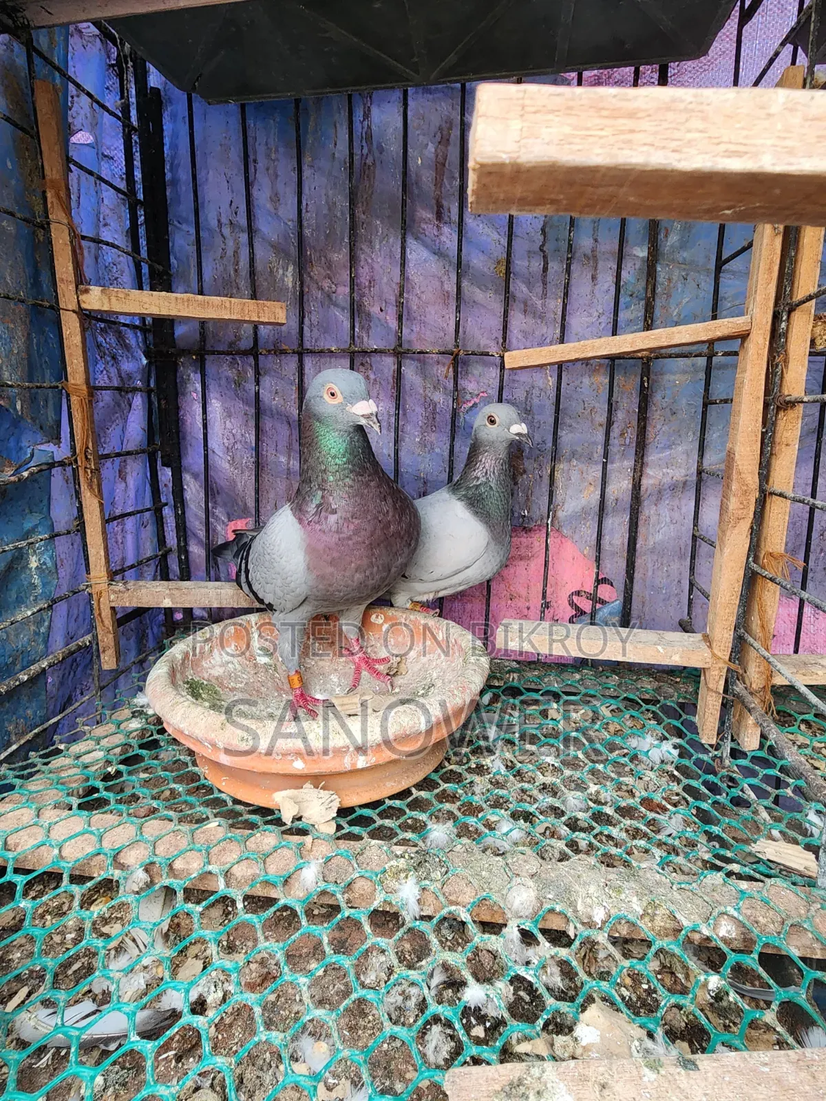 Racer Pair (100% Running)