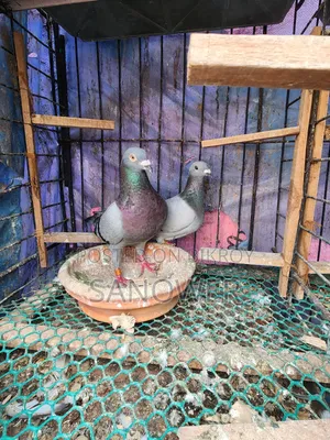 Racer Pair (100% Running)