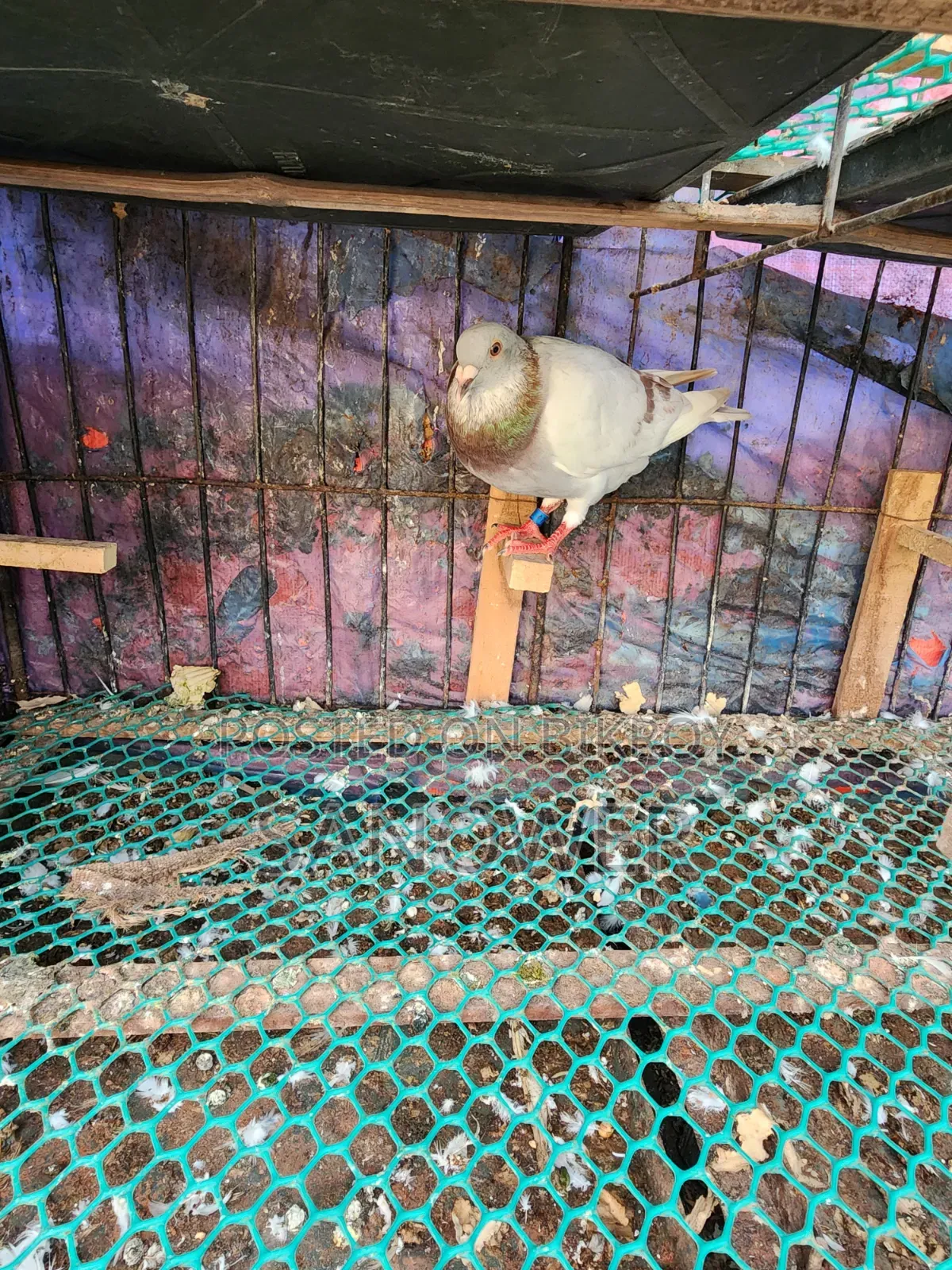 Racer Pair (100% Running)