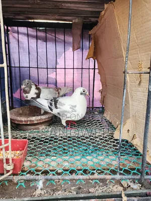Racer Pair (100% Running)