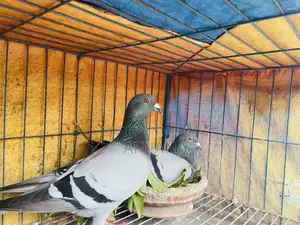 Racer Pigeon