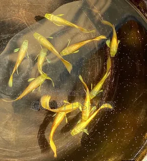  Gold Guppy Fish