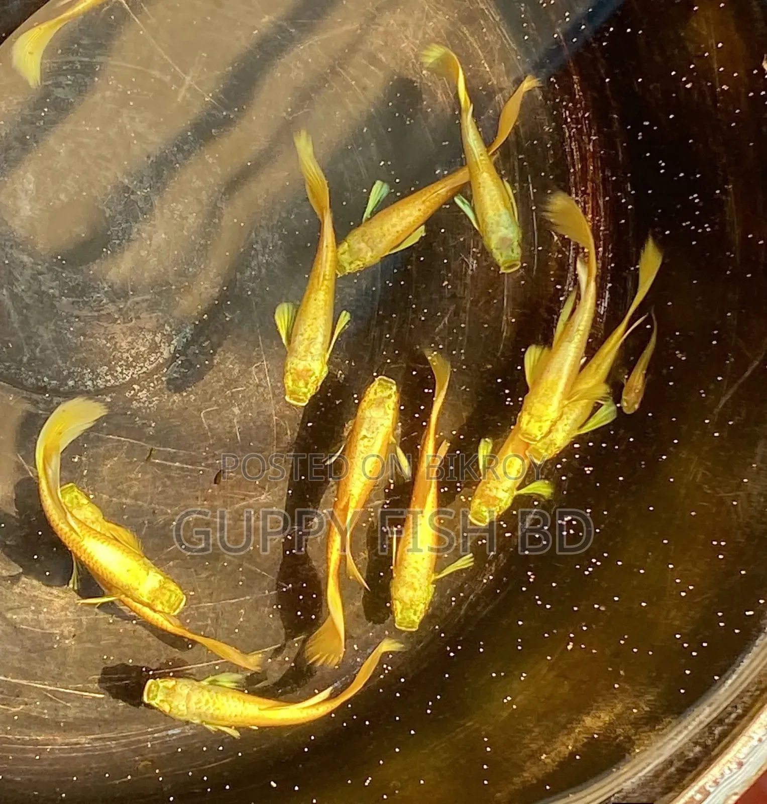  Gold Guppy Fish