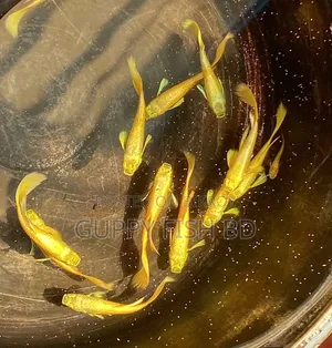  Gold Guppy Fish
