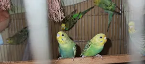 বাজরিগার পাখি