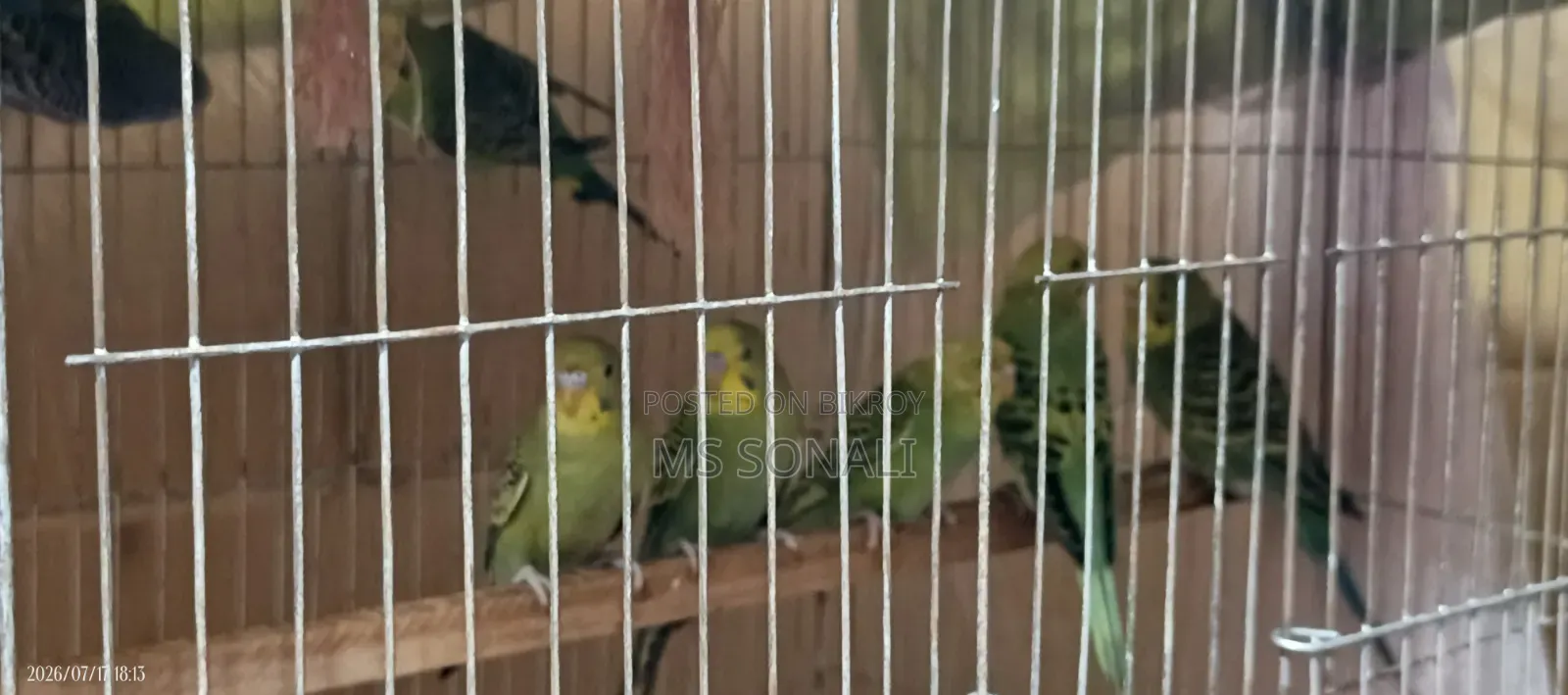 বাজরিগার পাখি