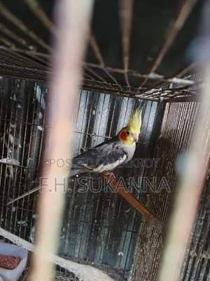 ককাটেল পাখি ও বাজিগর পাখি