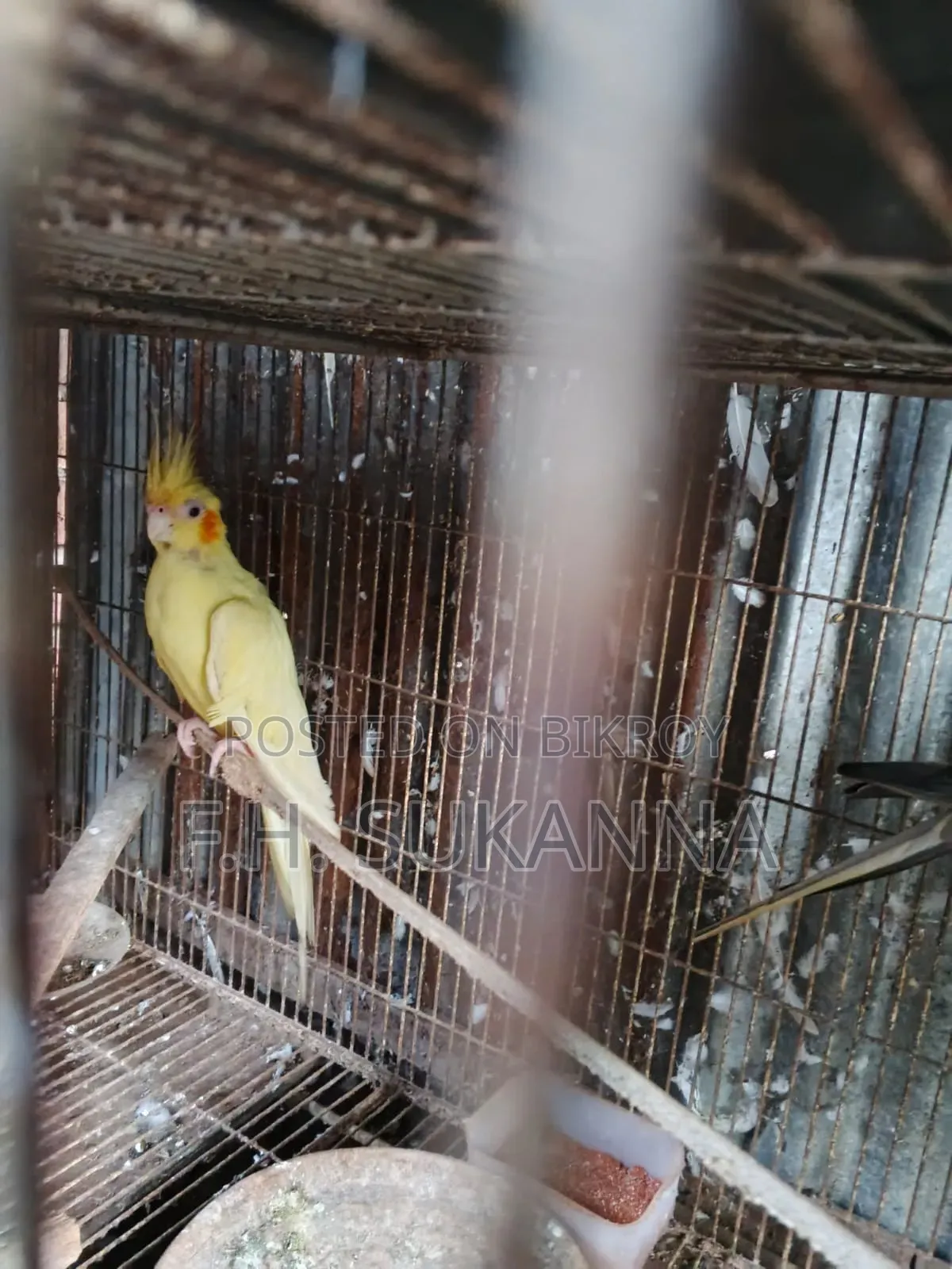ককাটেল পাখি ও বাজিগর পাখি