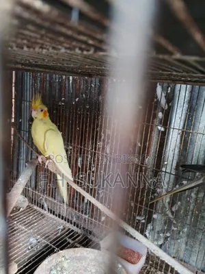 ককাটেল পাখি ও বাজিগর পাখি