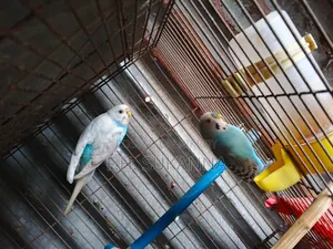 ককাটেল পাখি ও বাজিগর পাখি