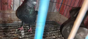 কবুতরের খাঁচা