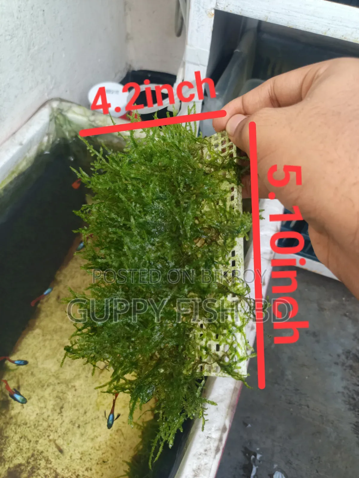 ক্রিসমাস মস (Christmas Moss) প্যাড বিক্রয়