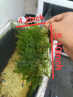 ক্রিসমাস মস (Christmas Moss) প্যাড বিক্রয়