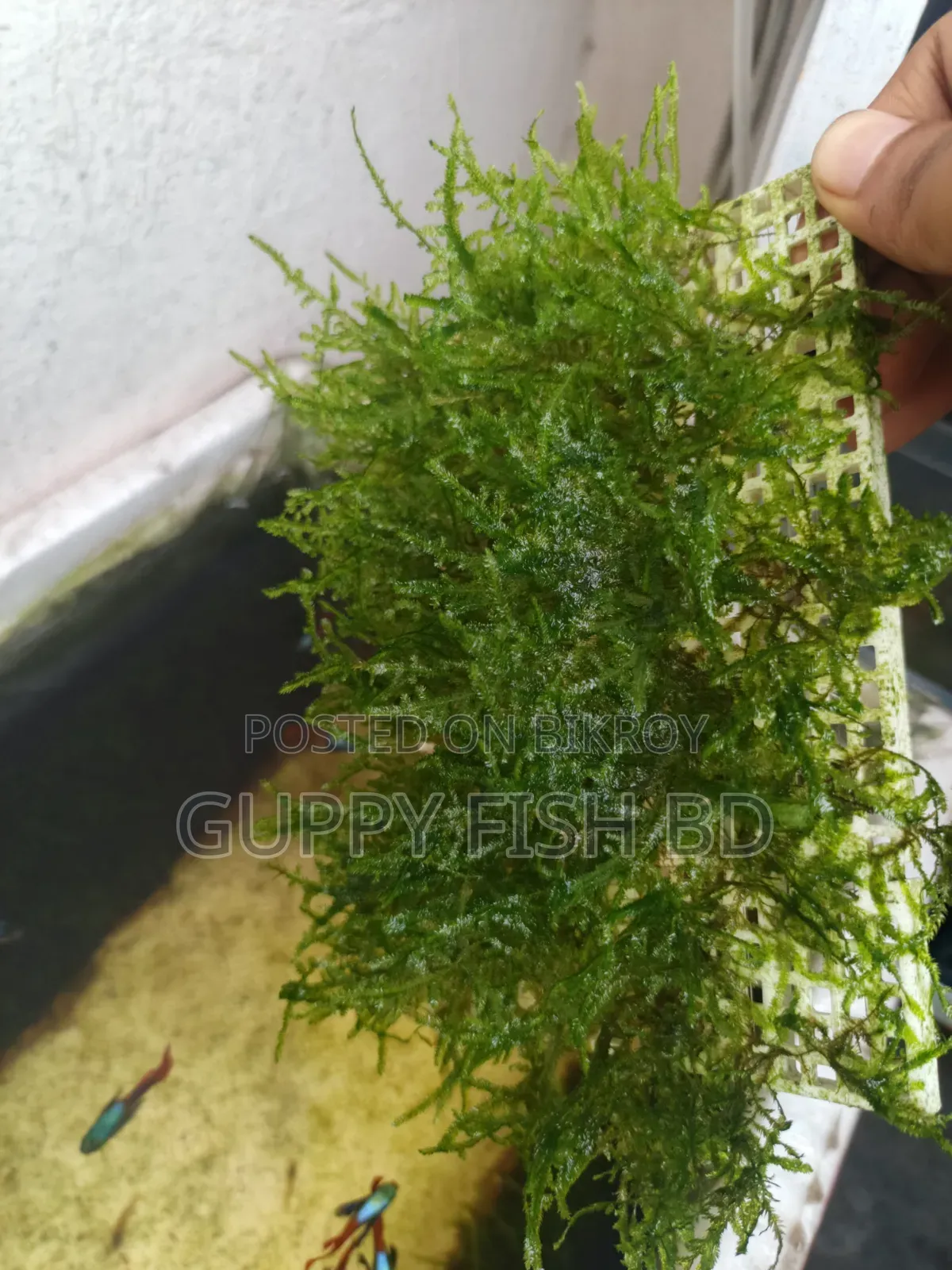 ক্রিসমাস মস (Christmas Moss) প্যাড বিক্রয়