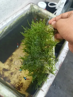 ক্রিসমাস মস (Christmas Moss) প্যাড বিক্রয়