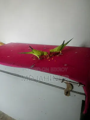 ফুল টেমড ইন্ডিয়ান রিংনেক টিয়া
