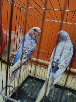 Running Budgie Birds