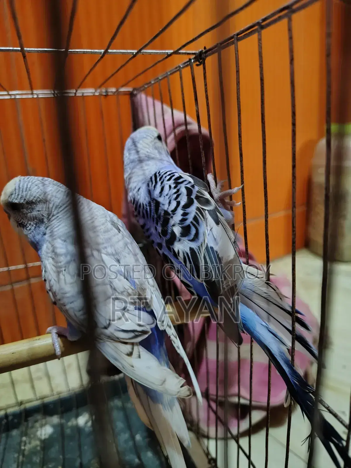 Running Budgie Birds