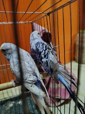 Running Budgie Birds