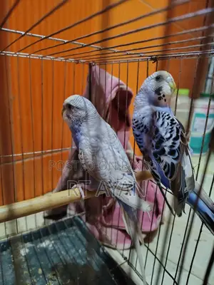 Running Budgie Birds