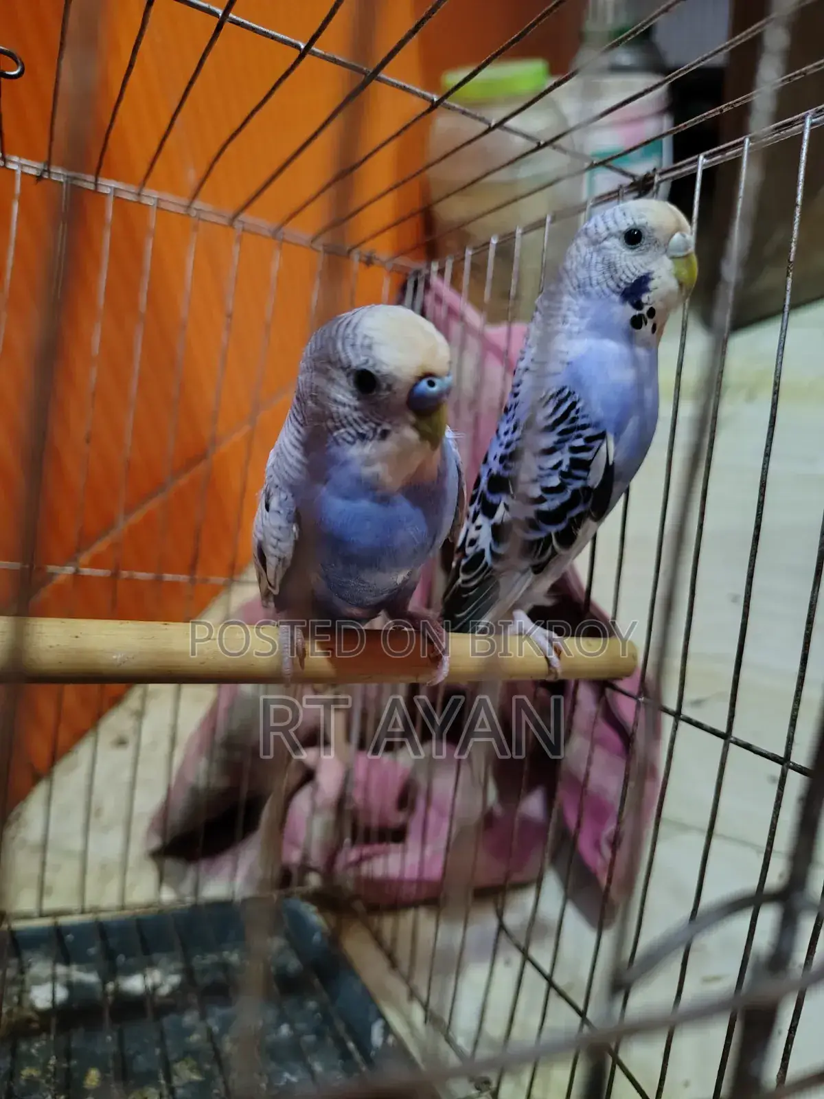 Running Budgie Birds