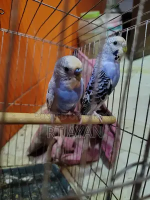 Running Budgie Birds