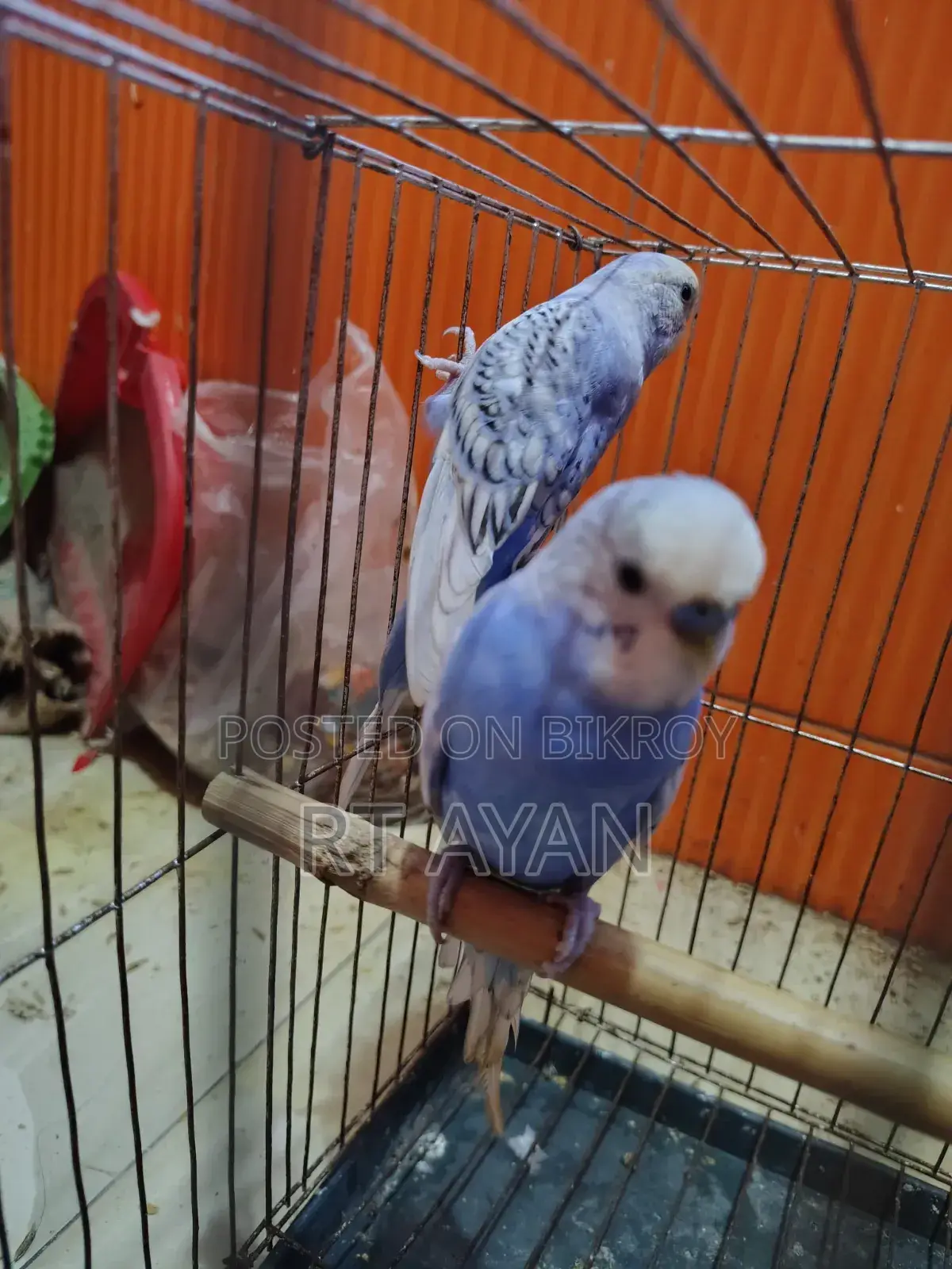 Running Budgie Birds