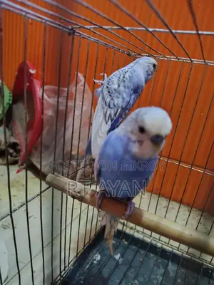 Running Budgie Birds