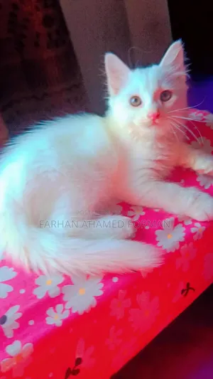 ৩-৬ মাসের ফিমেল মিক্সড ব্রিড পার্সিয়ান