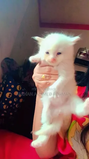 ৩-৬ মাসের ফিমেল মিক্সড ব্রিড পার্সিয়ান