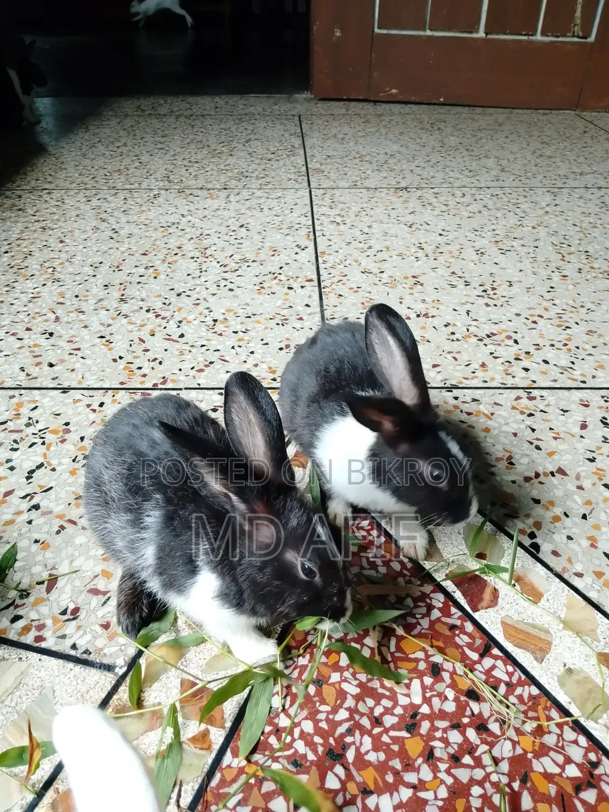 Rabbit kits for sale