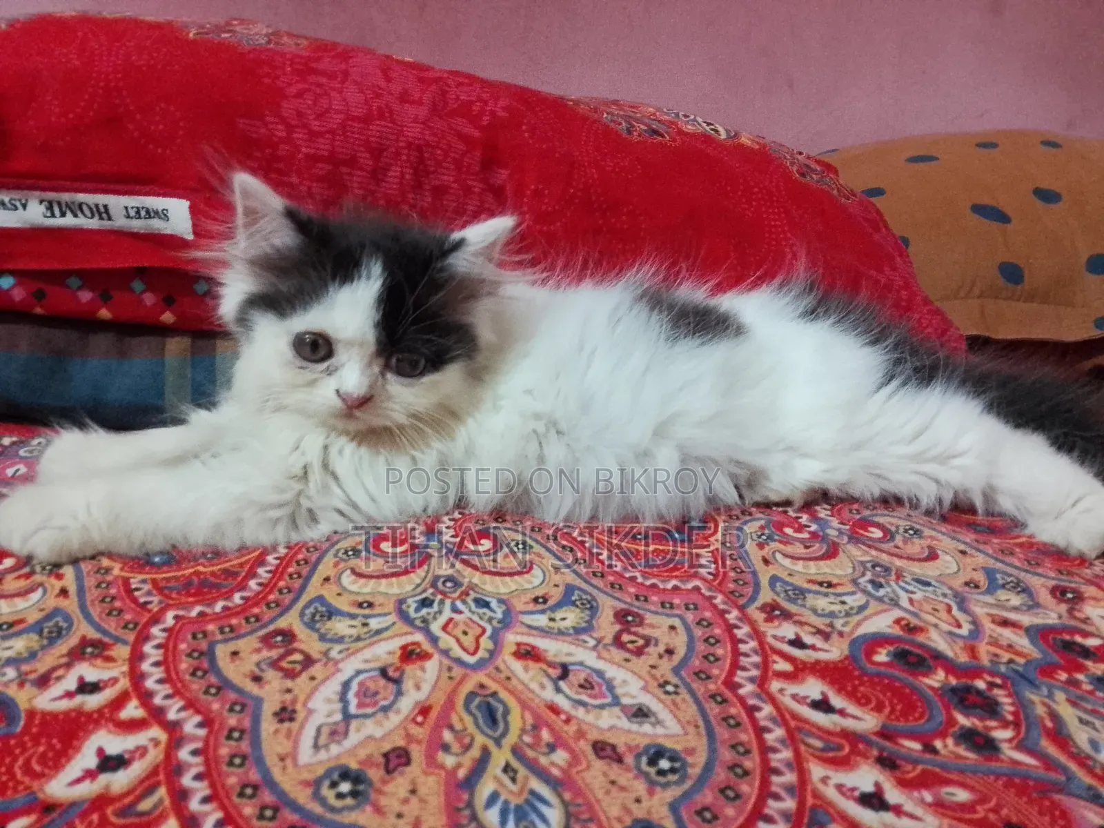 1-3 months Female Purebred Persian