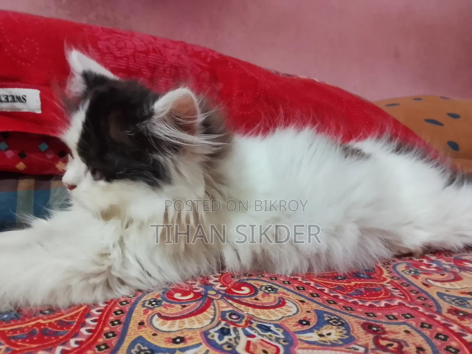1-3 months Female Purebred Persian