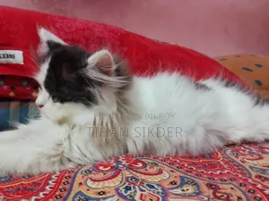 1-3 months Female Purebred Persian
