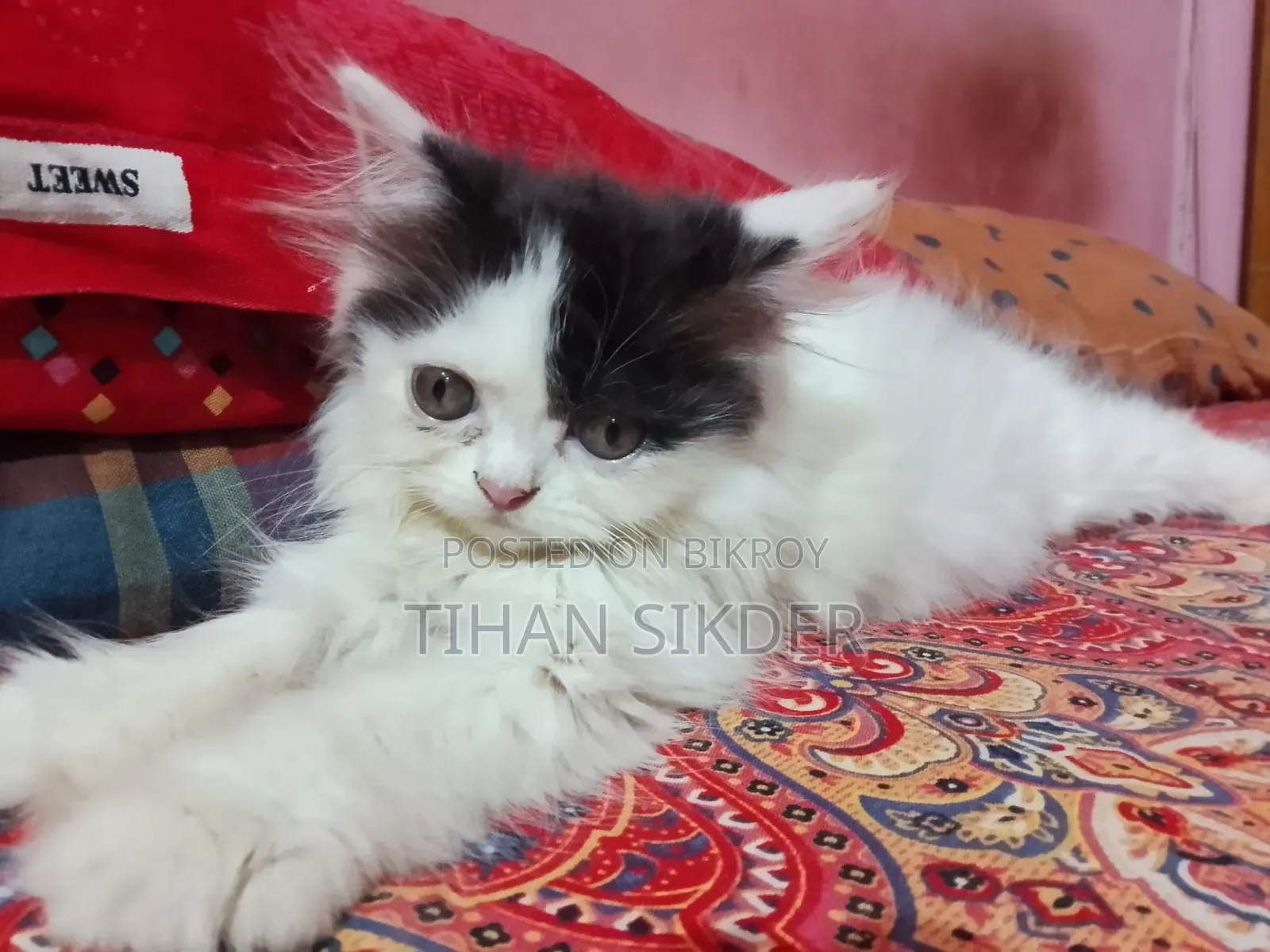 1-3 months Female Purebred Persian