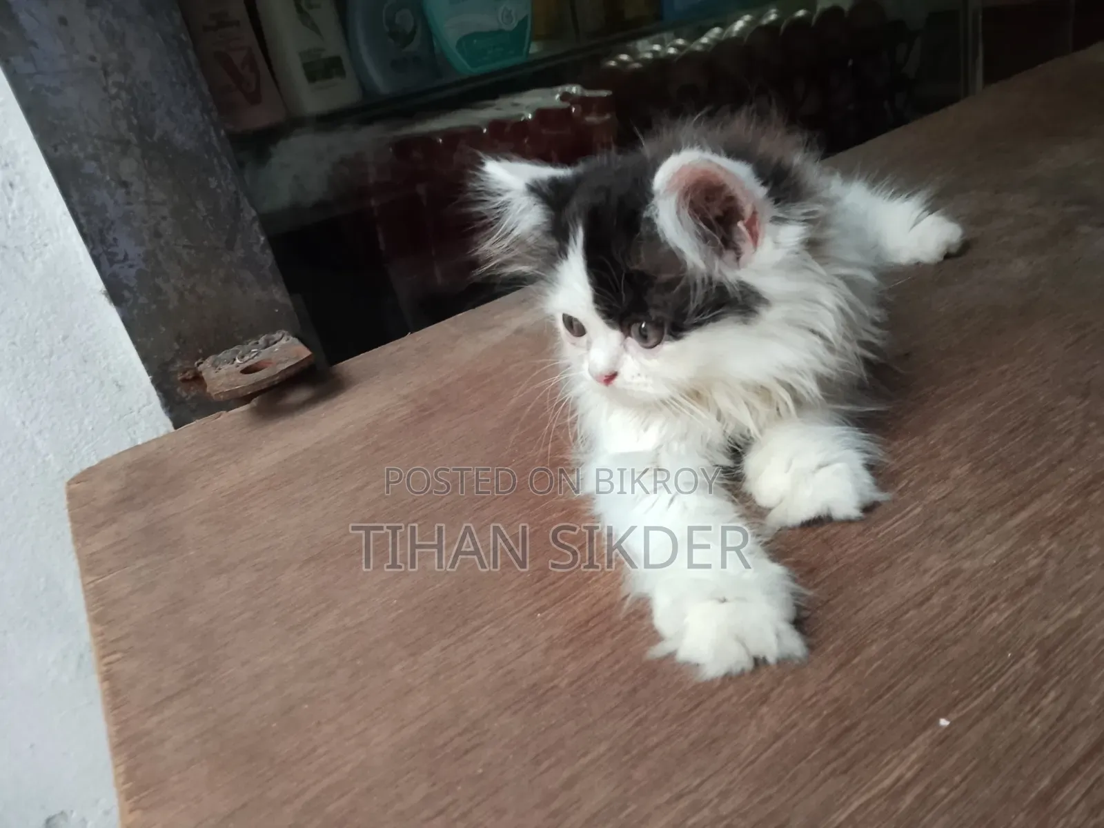 1-3 months Female Purebred Persian