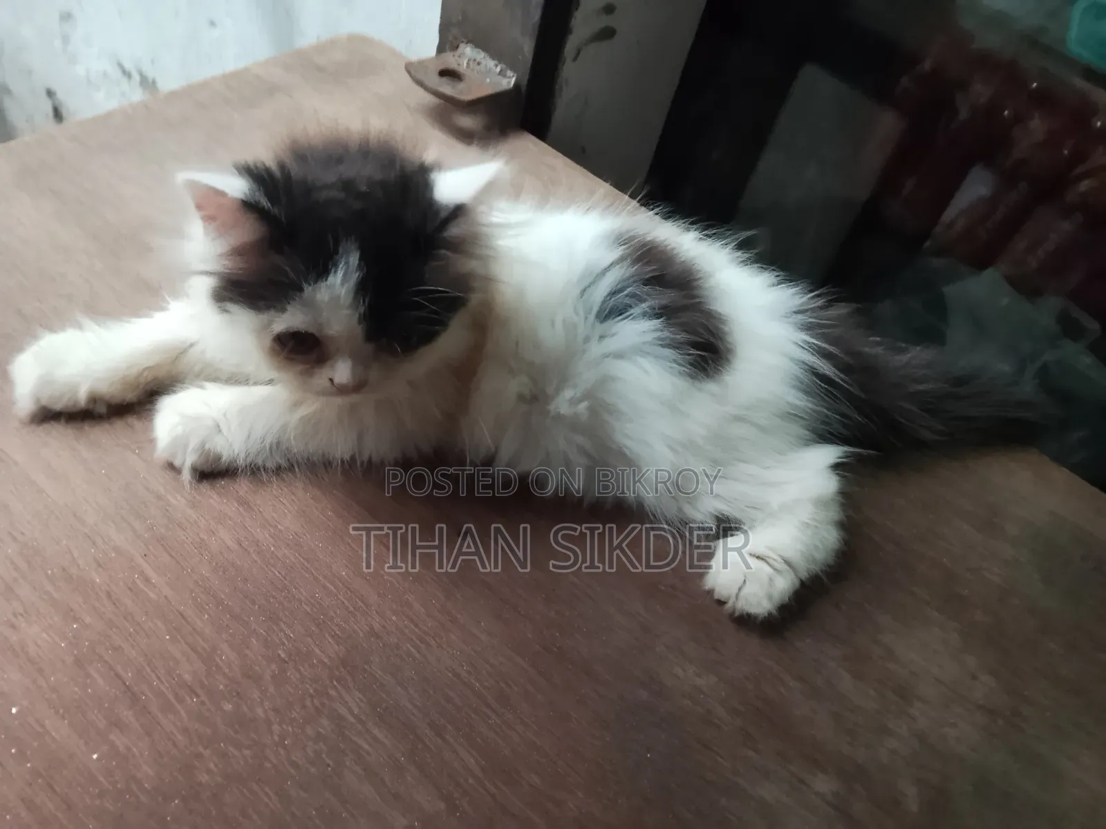 1-3 months Female Purebred Persian