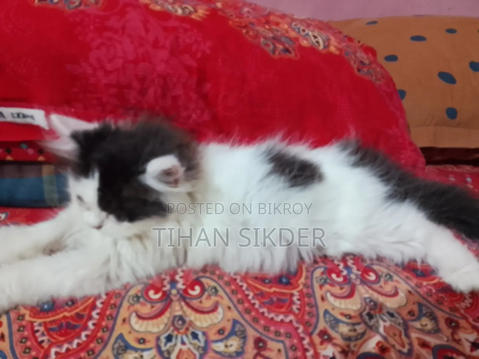 1-3 months Female Purebred Persian