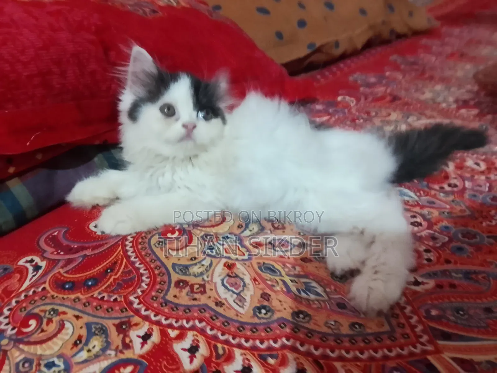 1-3 months Female Purebred Persian