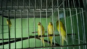 বাজরিগার পাখি