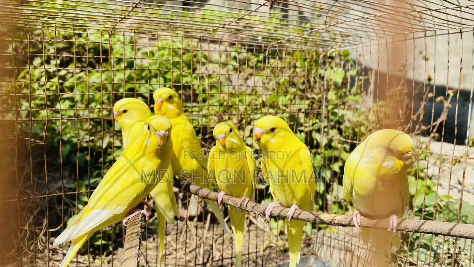 বাজরিগার পাখি