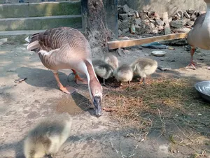 Four and a Half Month Old Gosling