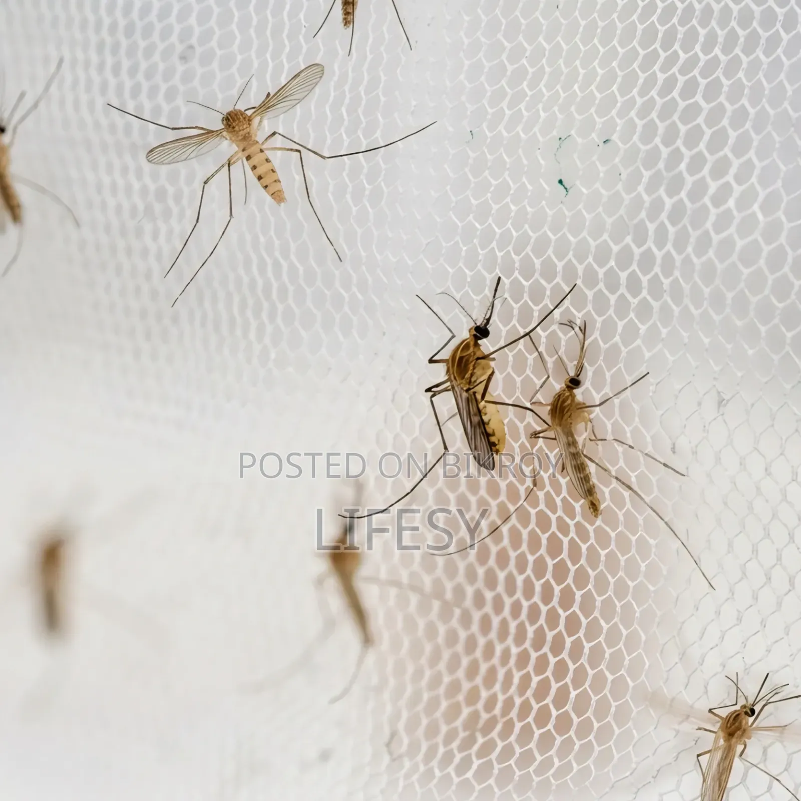 Window Mosquito Net 5/5.5 Ft | Anti Mosquito Window Mesh | Lifesy Mart