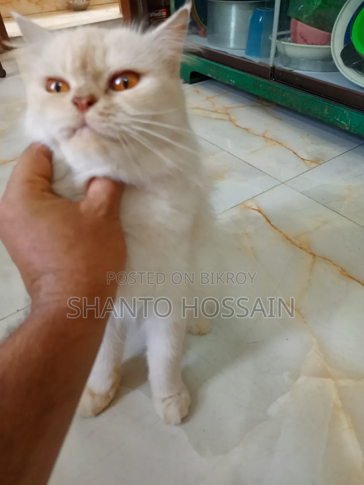 1+ Year Female Purebred Persian
