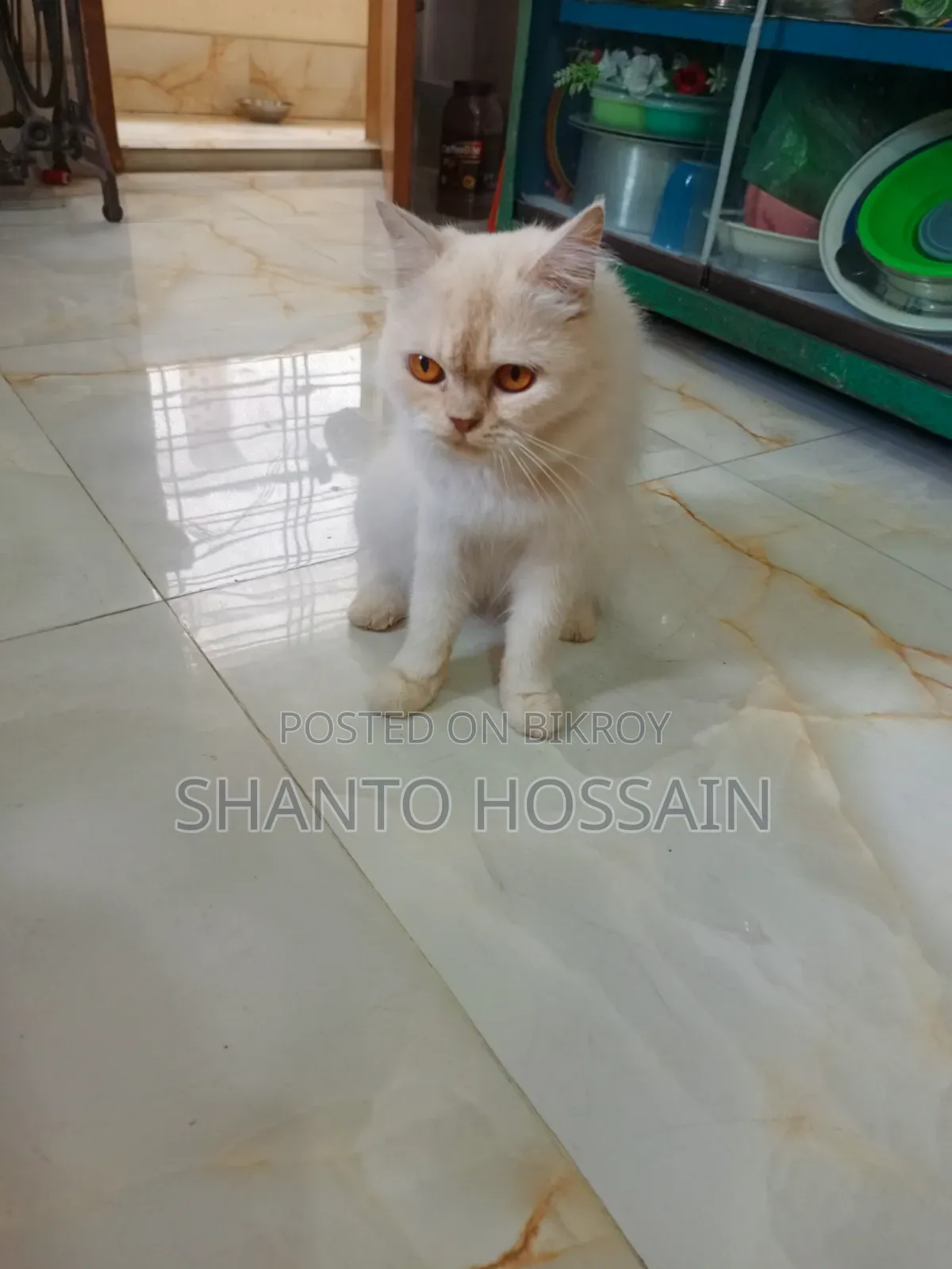 1+ Year Female Purebred Persian